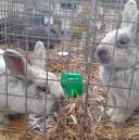 Wystawa królików Życie Pabianic