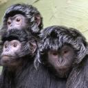 dzień małpy w zoo Życie Pabianic