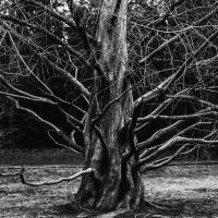 drzewo Życie Pabianic