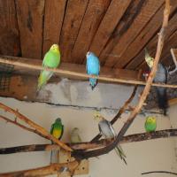 papugi wystawa Życie Pabianic