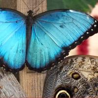 wystawa motyli w palmiarni Życie Pabianic