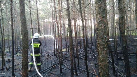 Susza powoduje pożary w lasach Życie Pabianic