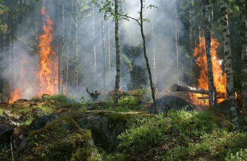 Pożary lasu są bardzo groźne Życie Pabianic