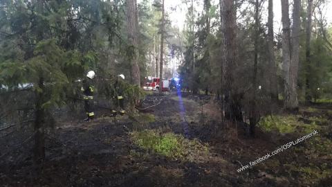 Pożar lasu w Albertowie Życie Pabianic