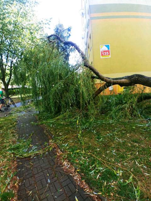 Drzewo runęło przy Nawrockiego Życie Pabianic