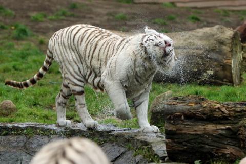 Tygrys biały Życie Pabianic