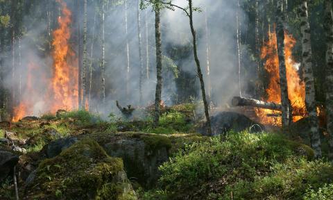 Pożary lasu są bardzo groźne Życie Pabianic