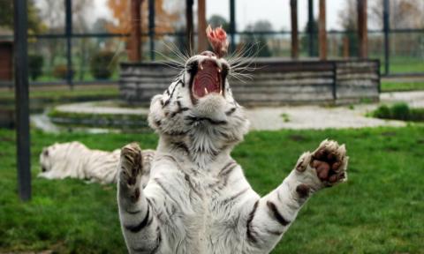 Tygrysy białe Życie Pabianic