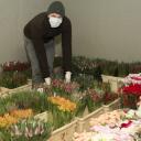 Uratujmy 100 tysięcy tulipanów Życie Pabianic