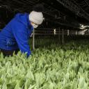 Uratujmy 100 tysięcy tulipanów Życie Pabianic