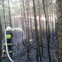 Susza powoduje pożary w lasach Życie Pabianic