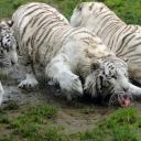 Tygrys biały Życie Pabianic