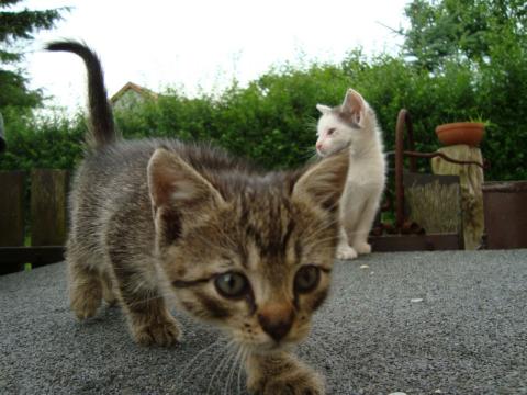 Grupa Miauczykotek rozda karmę  dla kotów żyjących na wolności