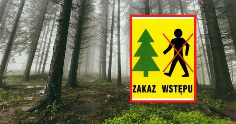 Zakaz las Życie Pabianic