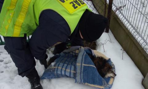 Strażnicy pomogli zmarzniętemu psu