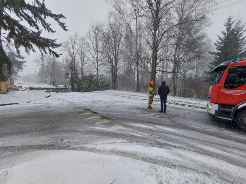 Przewrócone drzewo na ul. Myśliwskiej Życie Pabianic