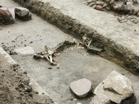 Fragmenty naczyń, monety, pozostałości po dawnych budynkach, a nawet cały szkielet zwierzęcia – oto co wykopali archeolodzy
