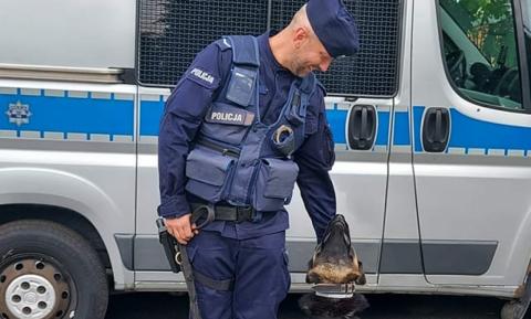 Pies policyjny z Pabianic odnalazł zaginionego nastolatka