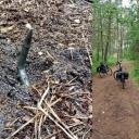 Niebezpieczne pułapki w lasach Nadleśnictwa Kolumna Życie Pabianic