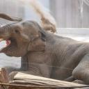 Światowe Dni Słonia Życie Pabianic