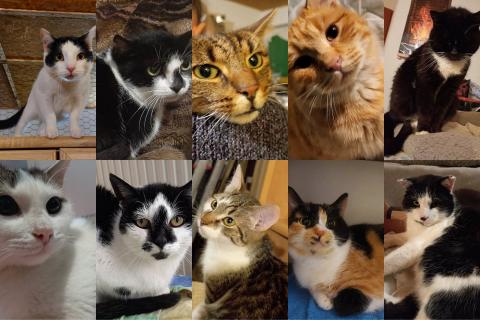W domach tymczasowych czeka ponad 100 kotów Życie Pabianic