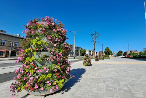 Kwiaty w centrum Pabianic