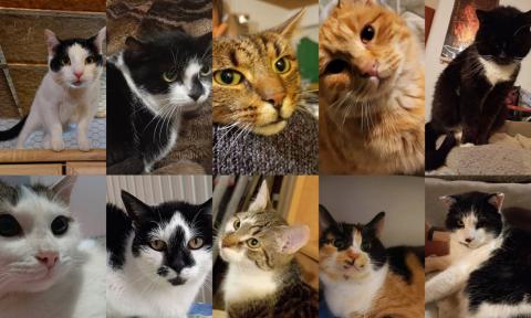 W domach tymczasowych czeka ponad 100 kotów Życie Pabianic