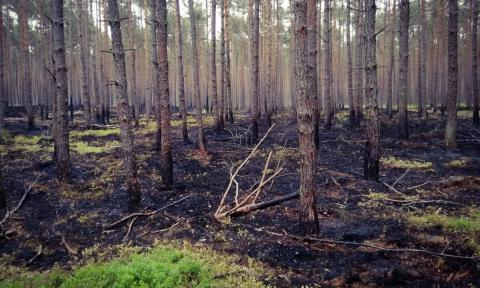 Pożary lasu Życie Pabianic