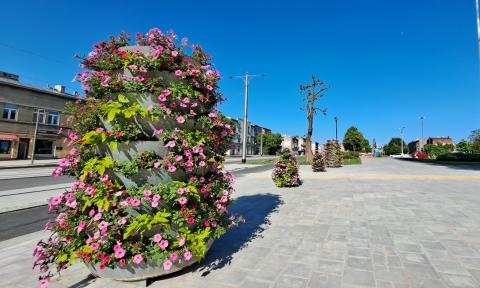 Kwiaty w centrum Pabianic
