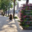 W centrum miasta pojawiły się kwietniki kaskadowe i skrzynki z kwiatami
