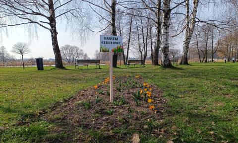 W Lewitynie powstała Wiosenna Aleja. Będą też łąki kwietne Życie Pabianic